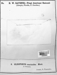 Gloeoporus thelephoroides image